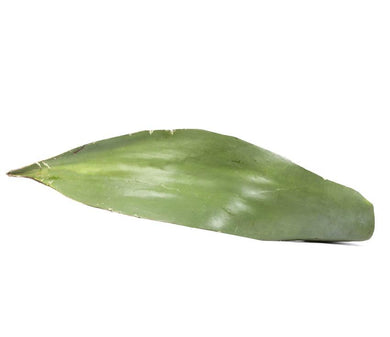 Hoja de mixiote